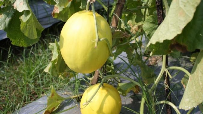 Melon Kinanti Panennya Cepat Harganya Mantap 1