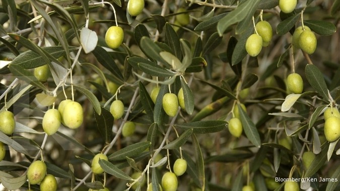 4 Manfaat Minyak Zaitun Untuk Kulit Melembapkan Dan Antioksidan