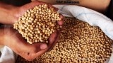 Ketegangan Dagang AS-China, Pembeli China Tingkatkan Impor Kedelai Brasil
