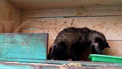 Liputan Khususjadi Model Produksi Kopi Luwak Sesuai Animal Welfare
