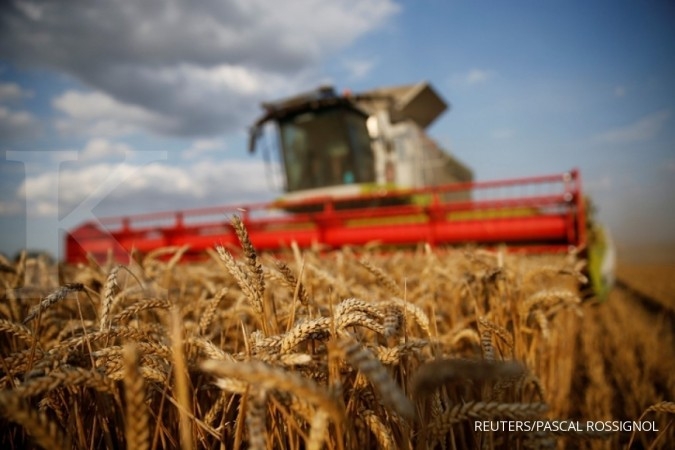 Pengusaha pakan: Impor gandum untuk pakan ternak jauh lebih rendah