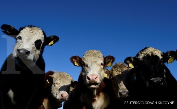 Pemerintah sudah buka kran impor daging sapi 36.000 ton