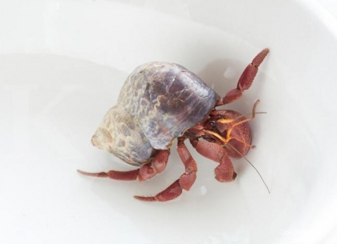 saham lq45 daftar Balon dekorasi kantor pesta dekor ulang rezeki kontan ultah