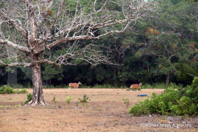 9 Situs warisan dunia UNESCO di indonesia dari taman ...