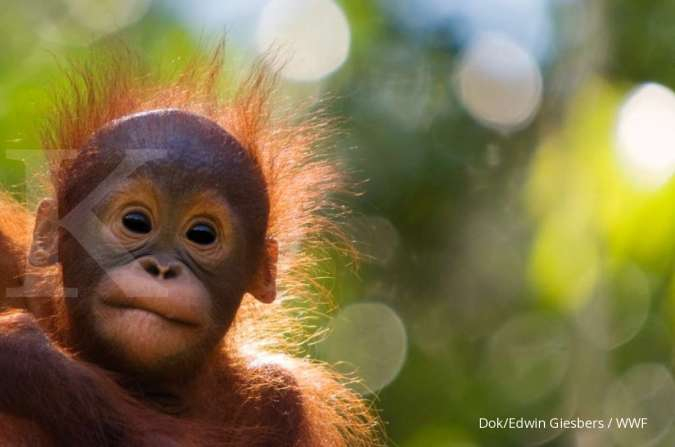 WWF-Indonesia Percayakan AWS Sebagai Penyedia Cloud untuk Mengakselerasi Program Penyelamatan Orangutan dari Kepunahan