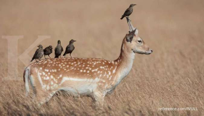 Simbiosis Pengertian Dan Jenis Jenis Simbiosis