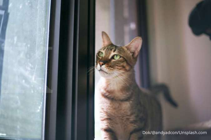 Penyebab Kucing Mendadak Mengeong Dengan Keras Penyebab Kucing Mendadak Mengeong Dengan Keras