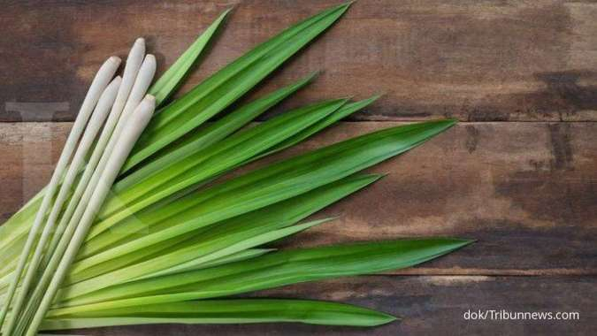 7 Manfaat Dan Efek Samping Pandan Untuk Kesehatan
