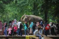 Harga Tiket Ragunan Akan Naik, Ini Penjelasan dari Gubernur DKI, Cek Tarif Saat Ini