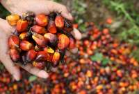 Impor Sawit India Turun Tajam, Stok Indonesia-Malaysia Bisa Melonjak