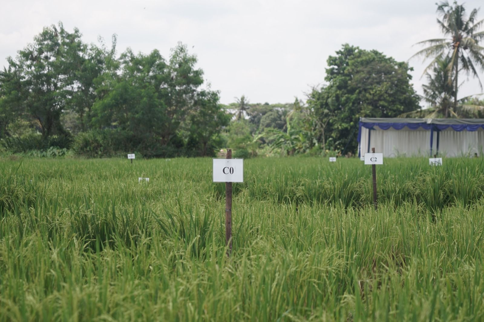 Kontan - Bukit Asam Kilas Online