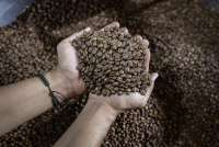 Perdagangan Kopi Lesu, Petani Tahan Penjualan Tunggu Harga Naik